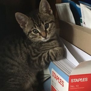 Meet your Posher, Carol